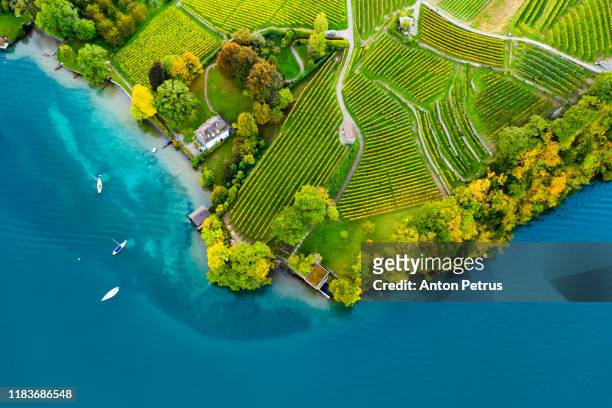 vineyards on the lake thun in the bernese oberland of switzerland - vineyard grapes landscapes stock pictures, royalty-free photos & images