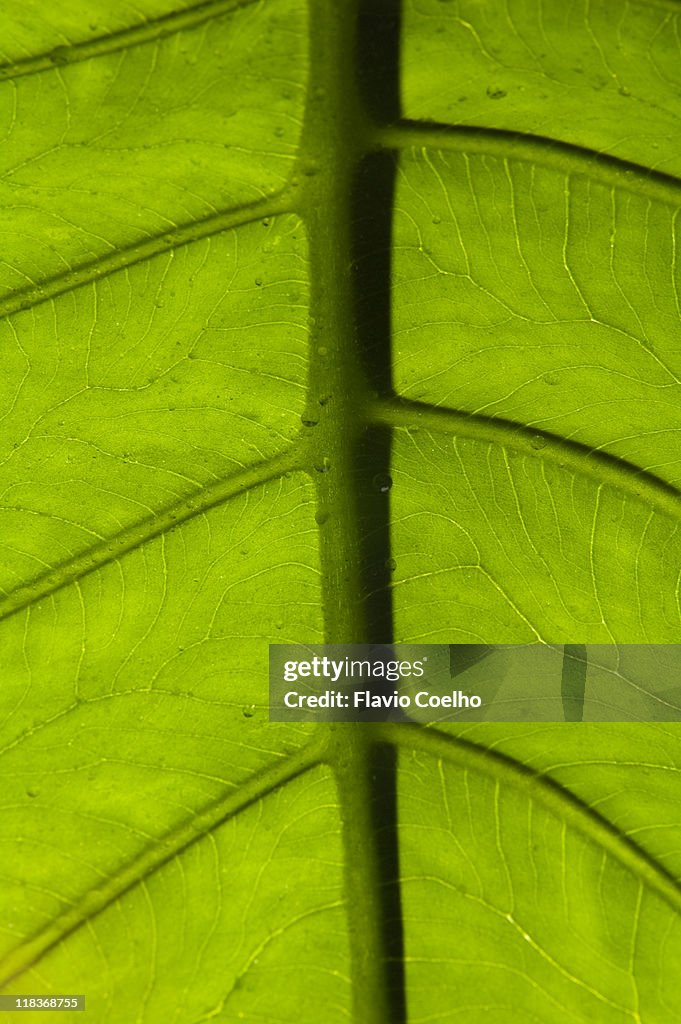 Anthurium leaf veins with some water drops
