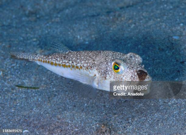 Pufferfish, also known as Blunthead Puffer and is considered the second most poisonous vertebrate on Earth, is seen in Istanbul, Turkey on November...