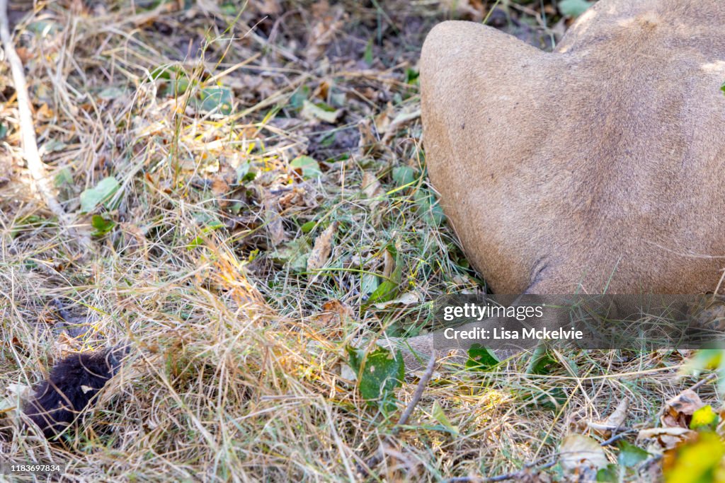 Lion Tail And Rear End High-Res Stock Photo - Getty Images
