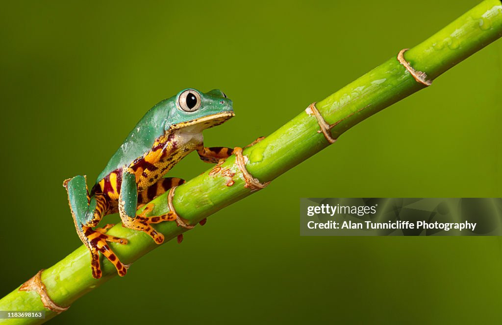 Tree frog