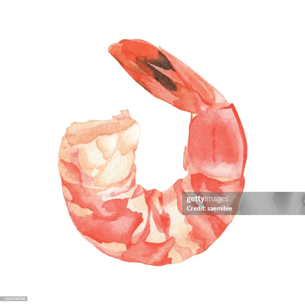 Watercolor Cooked Shrimp