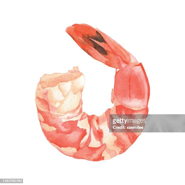 watercolor cooked shrimp - crustacean stock illustrations