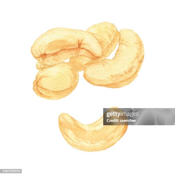 watercolor cashew nuts - cashew stock illustrations