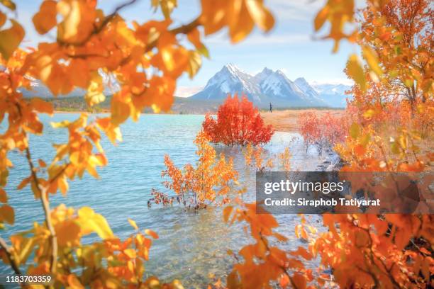 abraham lake, canada - abraham lake stockfoto's en -beelden