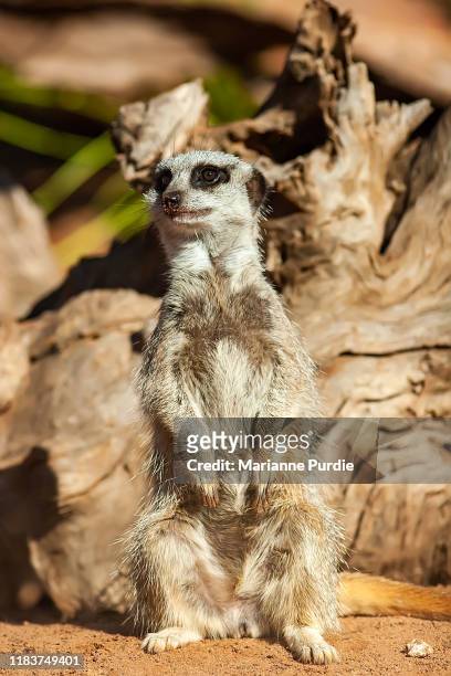 cute meerkats - monarto zoo stock pictures, royalty-free photos & images
