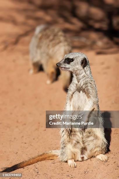 cute meerkats - monarto zoo stock pictures, royalty-free photos & images