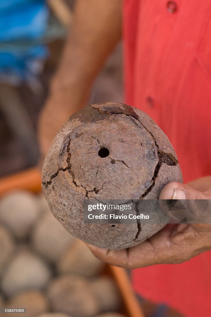 Brazil nut fruit