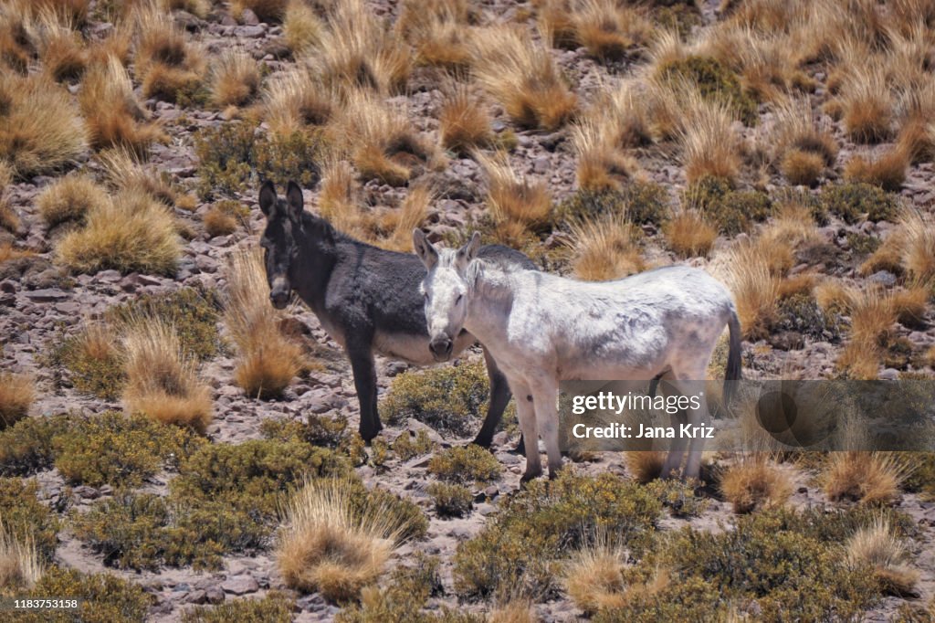 Black and white donkeys of Atacama Desert in Chile, in the mountains with high altitude grasses.