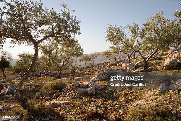alberi di ulivo su colline rocciose in cisgiordania - israeli foto e immagini stock