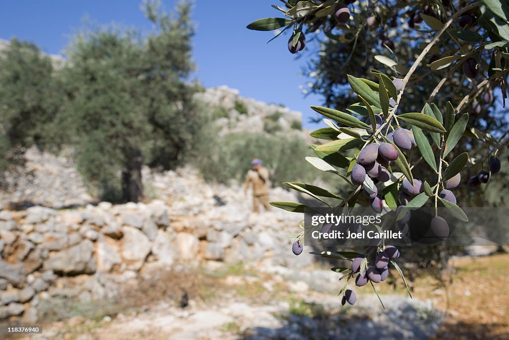Ripe olives on branch and Palestinian farmer in Aboud