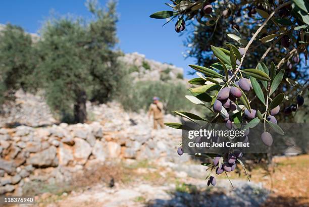 ripe olives on branch and palestinian farmer in aboud - palestina bildbanksfoton och bilder