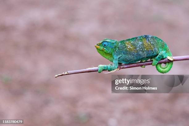 jackson's chameleon  in bwindi impenetrable national park, uganda - east african chameleon stock-fotos und bilder