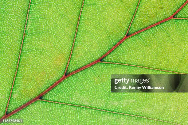 pattern - intricacy stock pictures, royalty-free photos & images