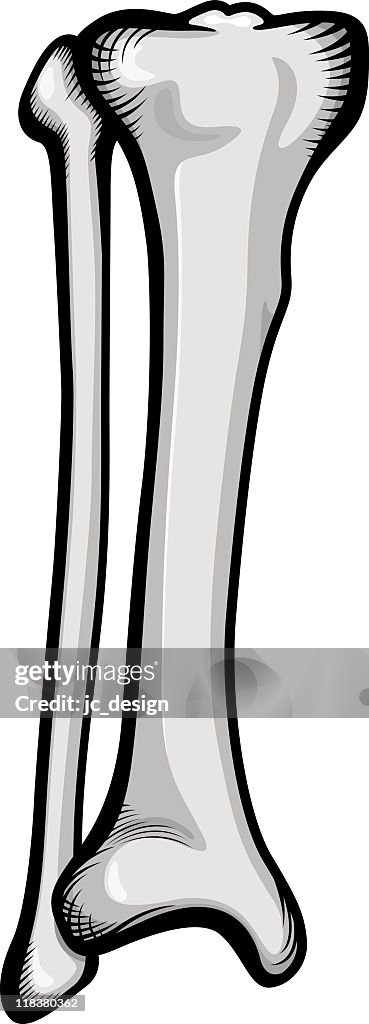Fibula and tibia bone