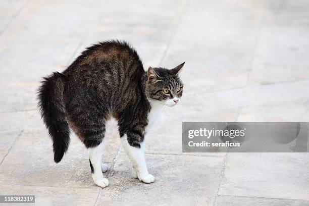 gato assustado. - fear imagens e fotografias de stock