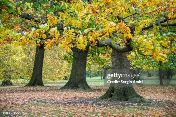 trees with autumn leaves in hyde park, london - oak leaf stock pictures, royalty-free photos & images