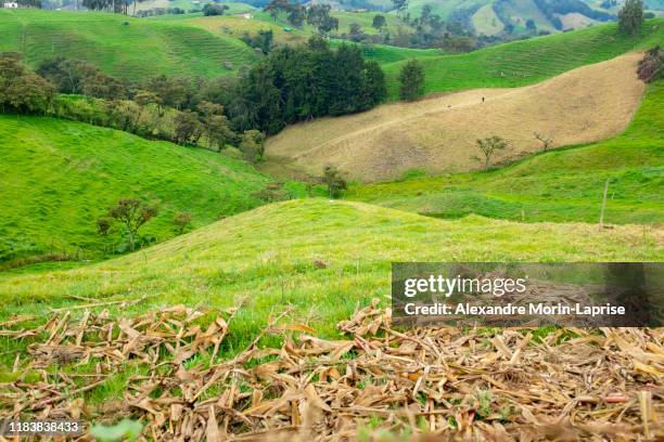 green hills full of pasture for cattle in antioquia / colombia - colombia land stock pictures, royalty-free photos & images