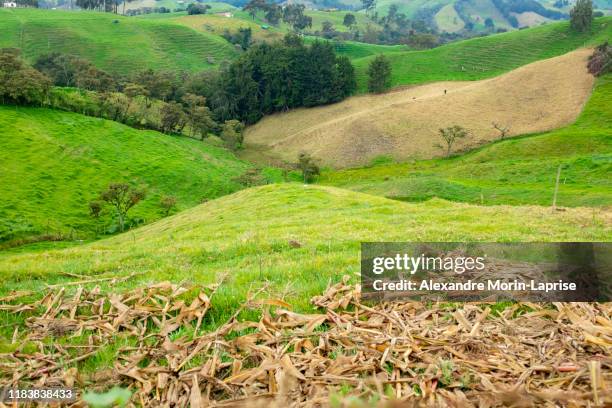 green hills full of pasture for cattle in antioquia / colombia - colombia land imagens e fotografias de stock