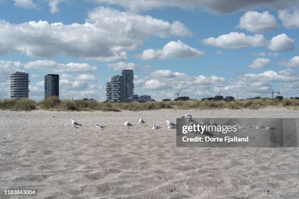 seagulls on a beach with a cityscape and blue sky with white clouds in the background - amager stock pictures, royalty-free photos & images