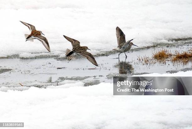 Dunlin and Sandpipers search for food near Teshekpuk Lake in North Slope Borough, AK on May 28, 2019. The lake is the largest in Arctic Alaska. It is...