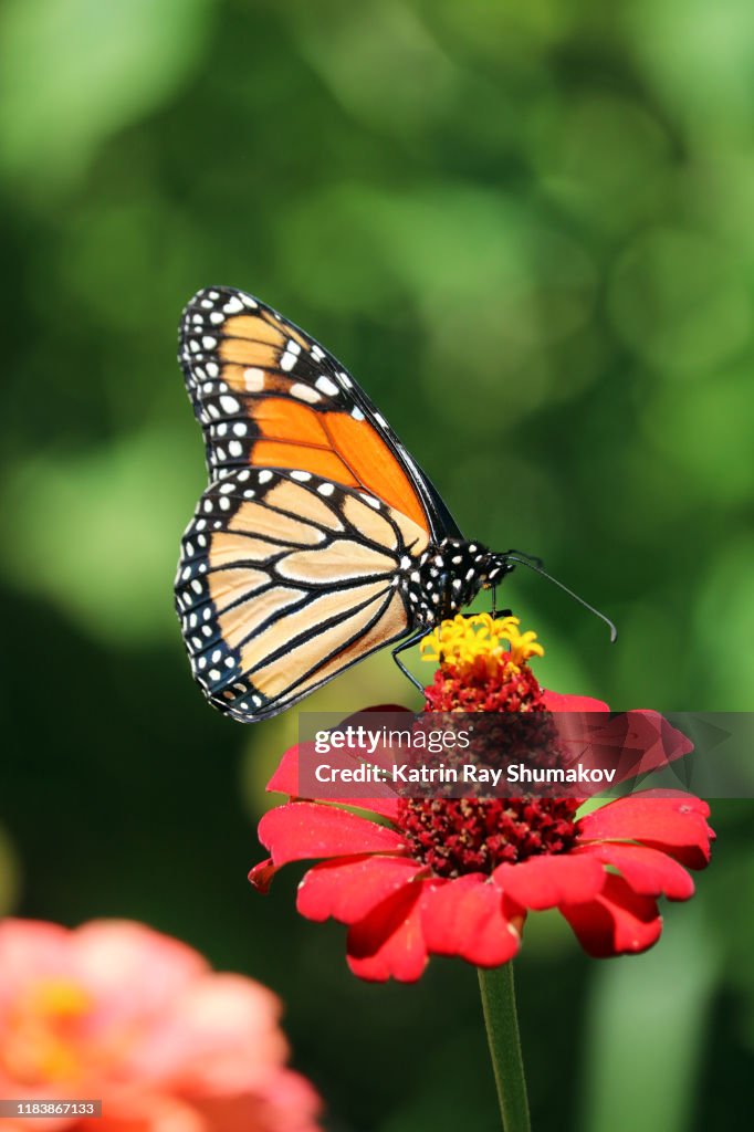 Butterfly Fantastic! Monarch on Zinnia Flower