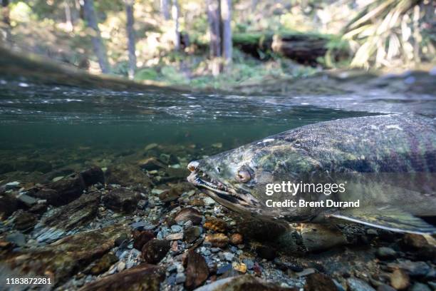 male chum salmon in goldstream creek - freshwater stock pictures, royalty-free photos & images