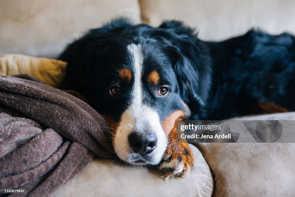 Sad dog, sad dog face, Bernese Mountain Dog, Sadness, Depression