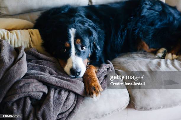 sad dog, sad dog face, guilty dog, bad dog, dog on furniture, dog on couch, bernese mountain dog - bernese mountain dog stock pictures, royalty-free photos & images