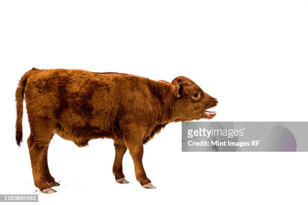 full length side view of brown calf on white background. - cattle call stock pictures, royalty-free photos & images