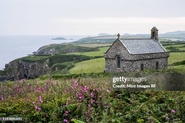 pink flowers and st non's chapel and holy well, st. davids, pembrokeshire coast, wales, united kingdom. - chapelle photos et images de collection