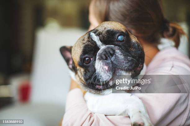 playful pets - puppy eyes stock pictures, royalty-free photos & images