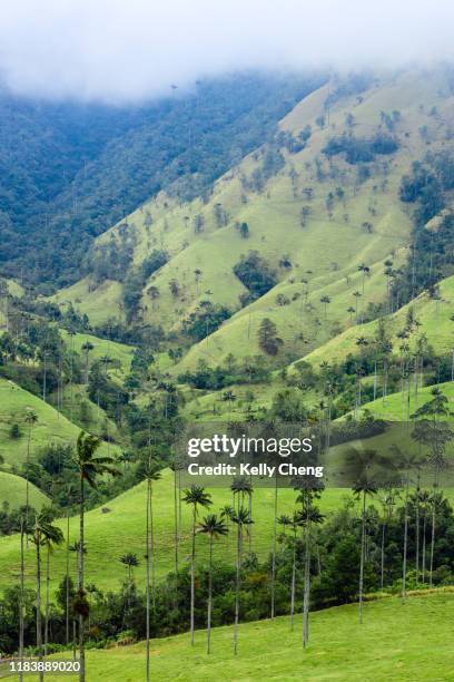 wax palms in cocora valley - quindio imagens e fotografias de stock