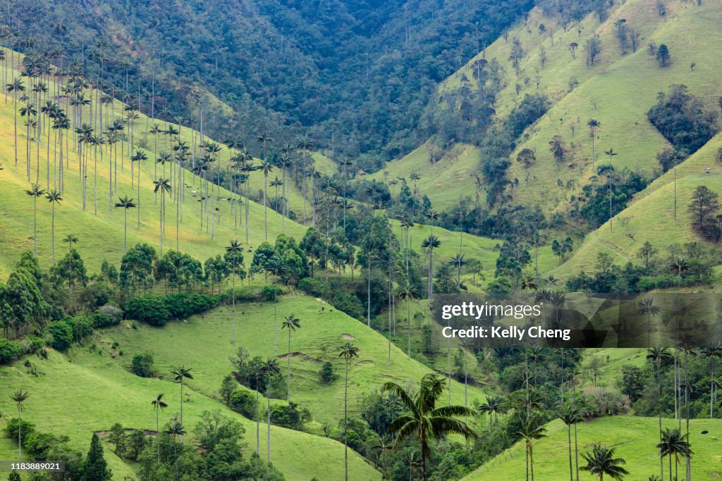 Wax palms in Cocora Valley