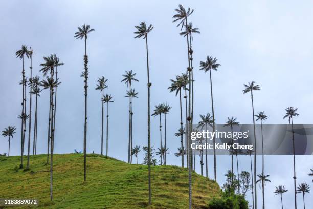 wax palms in cocora valley - valle fotografías e imágenes de stock
