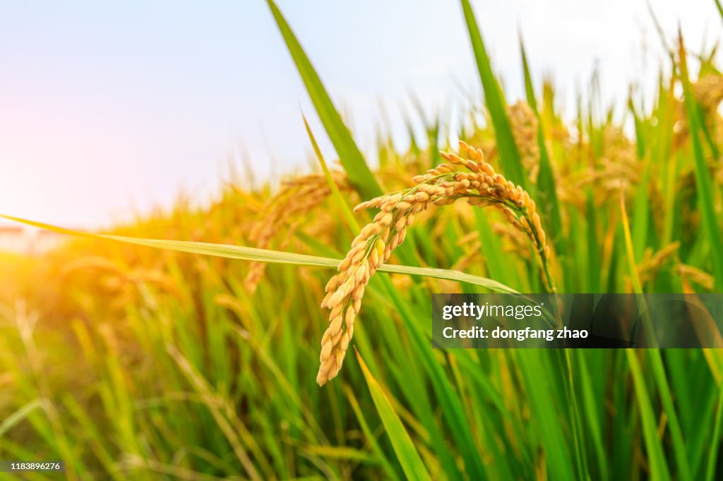 Ripe Rice 2d Ripe Rice And Beautiful Sky In Daylight High-Res Stock Photo - Getty Images