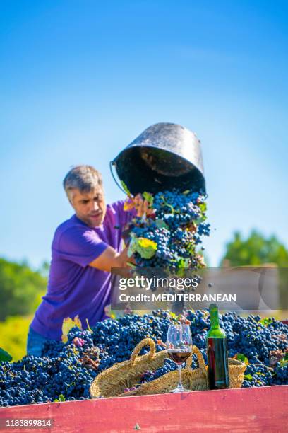 recolector de vino vacía cubo de uvas de vino en tractor - vendimia fotografías e imágenes de stock