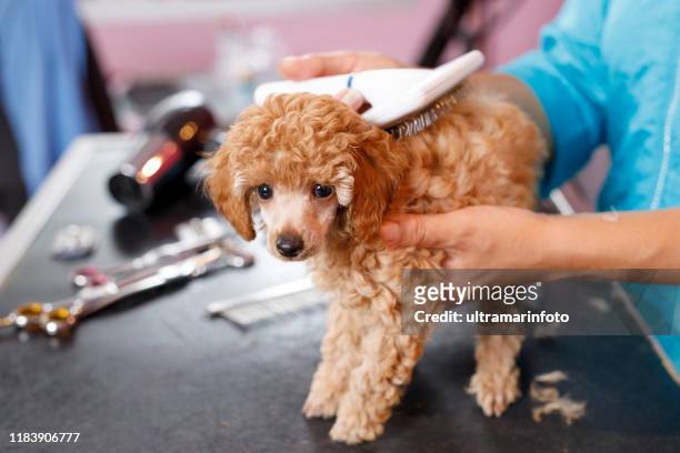犬のグルーマーは専門のサロンで茶色のおもちゃのプードル犬の世話をします。ペットサルーンの切られた毛皮に囲まれたテーブルの上にペットのグルーミングツールとアクセサリーセット� - combing ストックフォトと画像