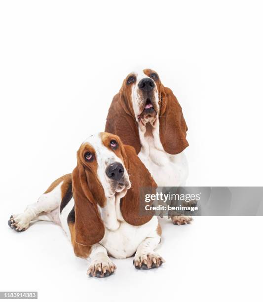 basset hound in white background - basset hound puppies stock pictures, royalty-free photos & images
