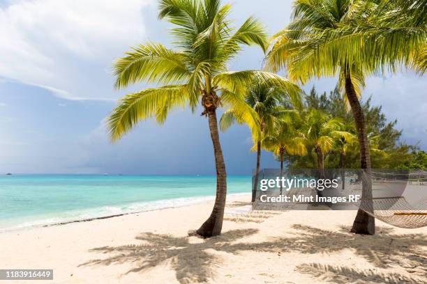 a white sand beach, turquoise sea and palm trees. - cayman islands stock pictures, royalty-free photos & images