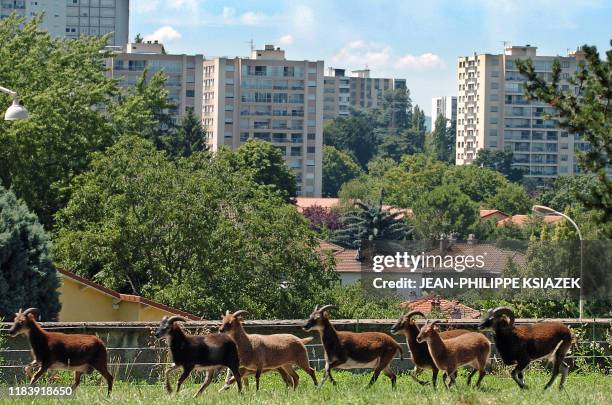 Des moutons de race Soay, une espèce écossaise rustique, sont employés comme "tondeuses écologiques", le 16 juillet 2004 à Lyon. Sur les hauteurs de...