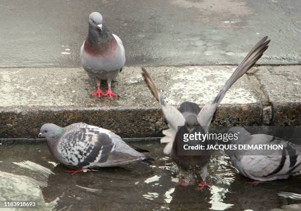 Photo prise le 03 avril 2007 à Paris, de pigeons dans l'eau d'un caniveau. Vilipendés pour les nuisances que causent leurs déjections sur les...