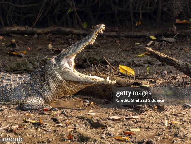 salt water crocodile - crocodile marin d'australie photos et images de collection