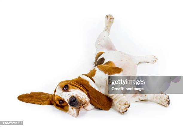 basset hound in white background - dog looking up isolated stock pictures, royalty-free photos & images