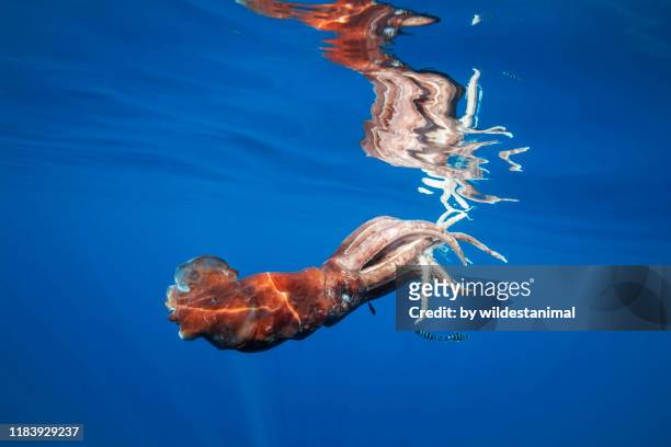 injured giant squid which has most likely just escaped from being hunted by a sperm whale with a school of pilot fish sheltering beneath it, ligurian sea, pelagos sanctuary, italy. - giant squid fotografías e imágenes de stock