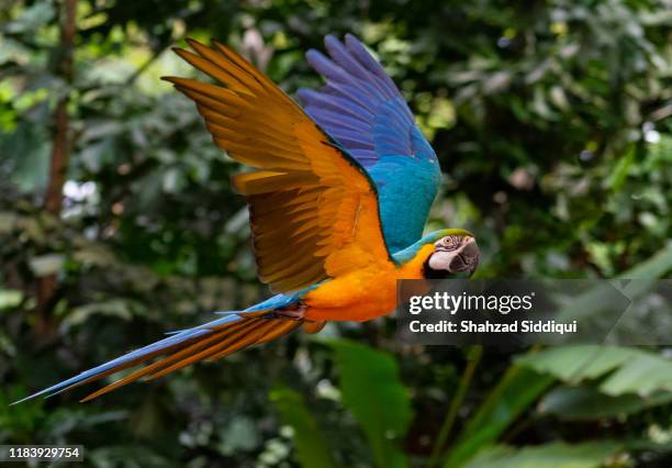 blue and yellow macaw in flight - parrot stock pictures, royalty-free photos & images