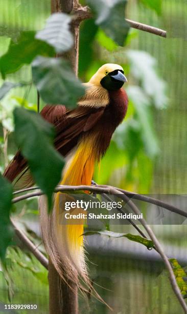 lesser bird of paradise - paradisaeidae stock pictures, royalty-free photos & images