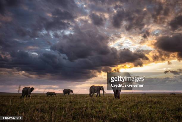 group of african elephants walking at sunset. - african elephants sunset stock pictures, royalty-free photos & images