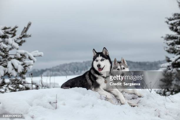 sibirischer husky im winterschnee - huskies stock-fotos und bilder