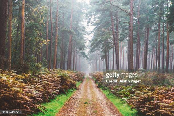 single track in misty forest - landweg stockfoto's en -beelden